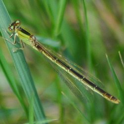 Ischnura pumilio